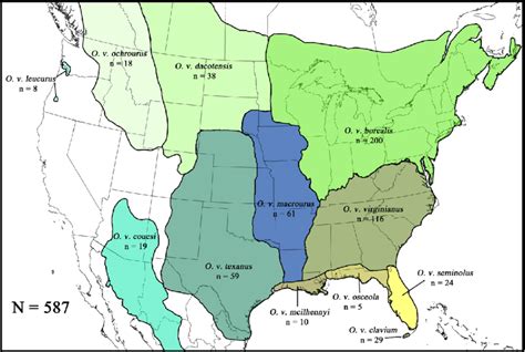 Distribution And Sample Sizes Of White Tailed Deer Subspecies