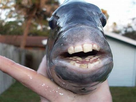 Sheepshead Fish With Human Teeth Fisherjullla