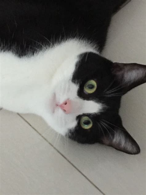 nama kucing jantan warna kelabu - William Hart