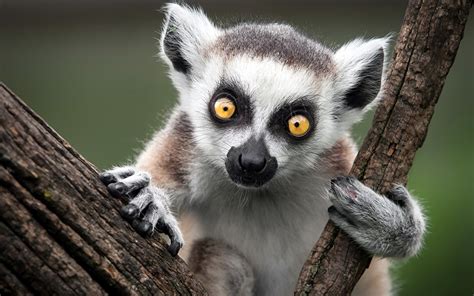 Desktop Wallpapers Lemurs Eyes Glance Animals