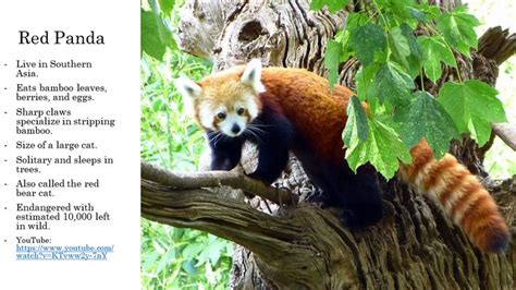 Red Panda Animal Facts Fun Facts About Animals Animals