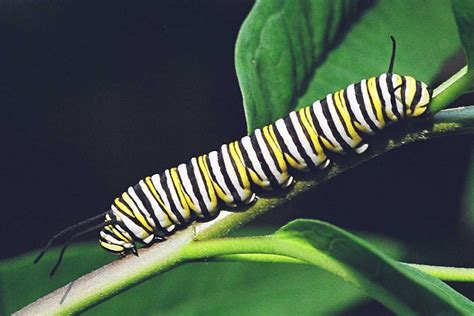 Monarch Butterflies Increasingly Plagued By Parasites Study Shows