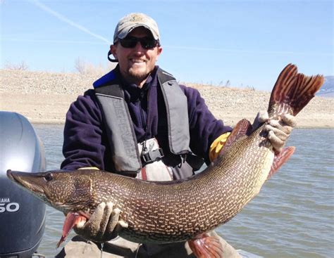 Fwp Pulls Huge Pike From Canyon Ferry