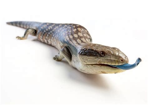 Blue Tongue Skink Care Guide And Price Petsoid