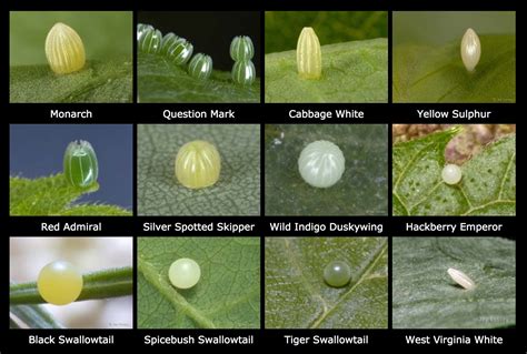 Monarch Butterfly Eggs