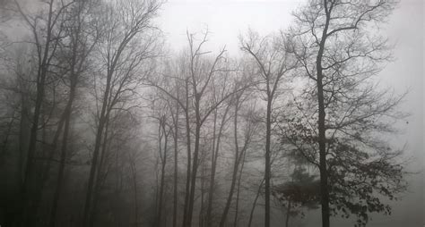 A Foggy Morning In The Forest Smithsonian Photo Contest