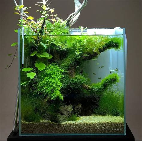 It resembles peace and harmony when you look at it. Untitled in 2020 | Aquarium landscape, Planted aquarium ...