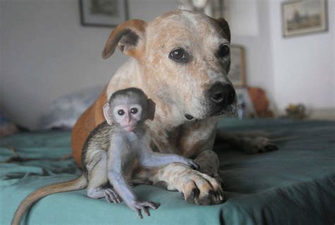 Meet The Incredible Dog Who Looks After Baby Monkeys Picture Animal