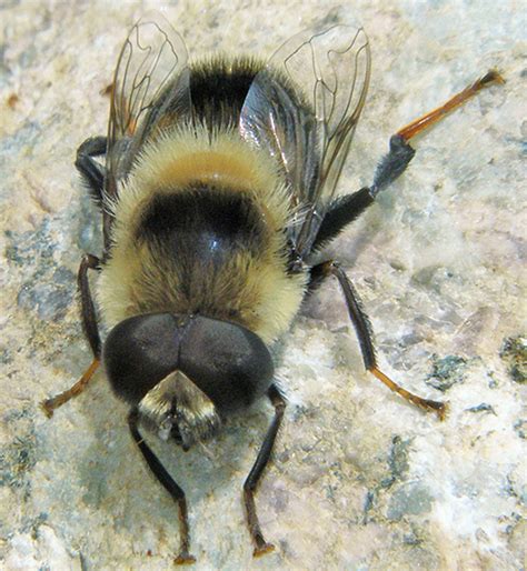 Large Bee Like Fly Is Eristalis Flavipes Bugguidenet