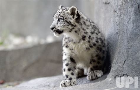 Photo Snow Leopard Cub Debuts At Brookfield Zoo Chi2015100703