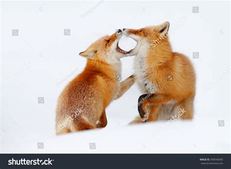 Red Fox Pair Playing Snow Funny Stock Photo 590546585