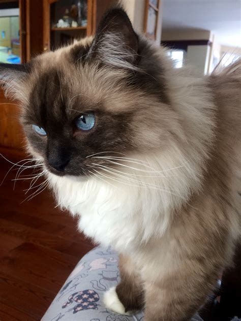 Seal Point Cat Ragdoll Disdainful Podcast Image Archive