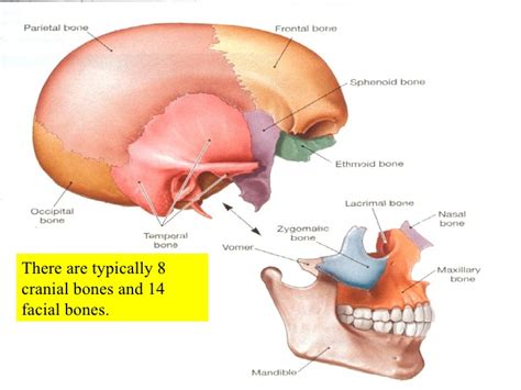 The paired frontalis muscles join in the midline and adhere to the superficial fascia over the frontal bone. How Many Bones In The Face And Head : Skull Sutures Anatomy / The face consists of 14 bones ...