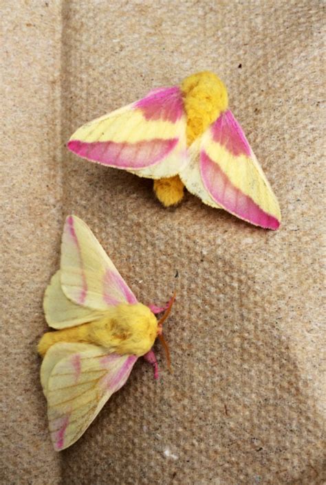 Dryocampa Rubicunda The Rosy Maple Moth Taken In Moultonborough Nh