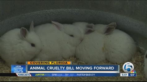 Animal Cruelty Bill Moving Forward Youtube