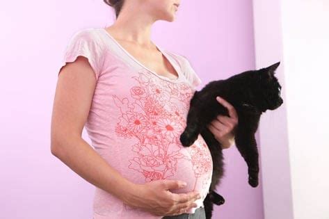 How Is Cat Litter Dangerous To Pregnancy PregnancyWalls