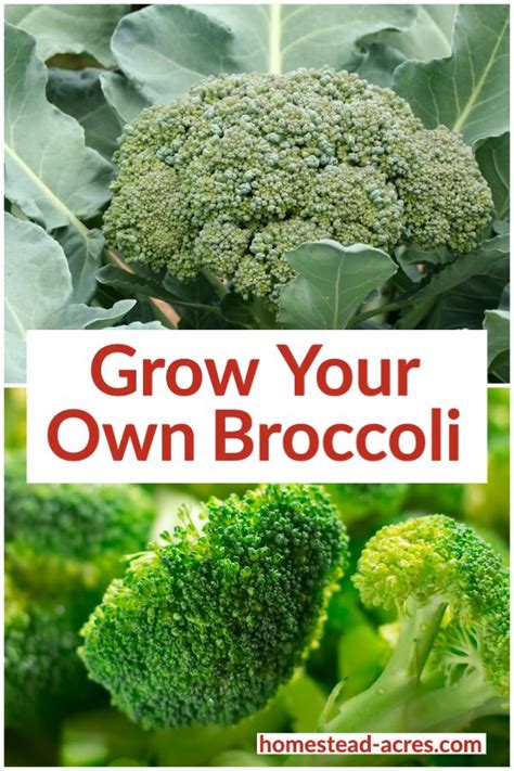 How To Grow Broccoli Grow The Best Broccoli Plants Growing Broccoli