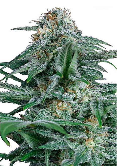 Gorilla Glue 4 Strain Outdoor Grow Info About The Unknown Or