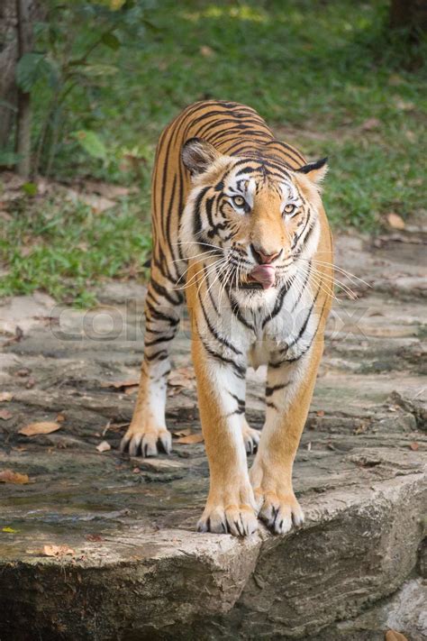 Bengal Tiger Walking Stock Image Colourbox