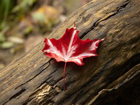 Red Maple Leaf Bright Red Maple Leaf On A Tree Trunk At Ed Flickr