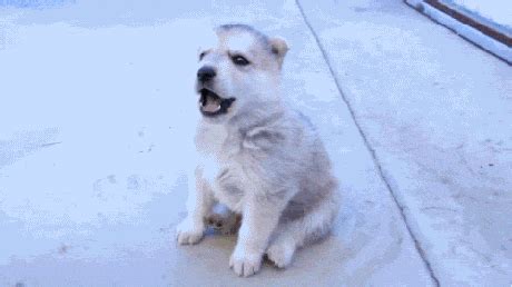 With tenor, maker of gif keyboard, add popular anime white wolf animated gifs to your conversations. Howling Puppy GIFs - Find & Share on GIPHY