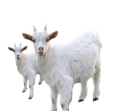 Goat Sheep Goat Transparent Background Png Clipart Hiclipart Images