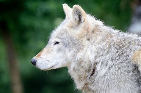 Best Wolf Side View Stock Photos Pictures And Royalty Free
