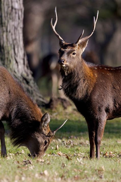 35 Best Sika Deer Images On Pinterest Deer Red Deer And Hunting