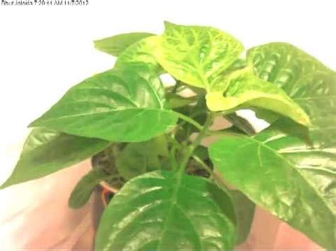 Determination of capsaicin content in fruits of in vitro propagated plants by. Bhut Jolokia (Ghost Pepper) Plant Time-Lapse 10-31 to 11-7 ...