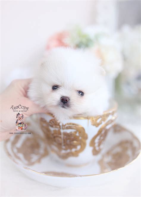 Teacup Pomeranians Florida Teacup Puppies And Boutique