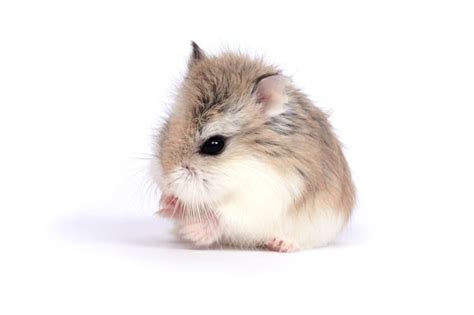 Roborovski Dwarf Hamster Avonturia