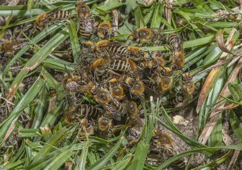 Mating Ball Of Mainly Male Ivy Bees At Breeding Colony Stock Image