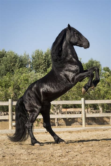Beautiful Black Horse Rearing Stock Photo Image Of Power Rear 41119322