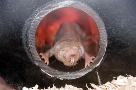 Naked Mole Rats Turn Into Plants When Deprived Of Oxygen Scientists Find