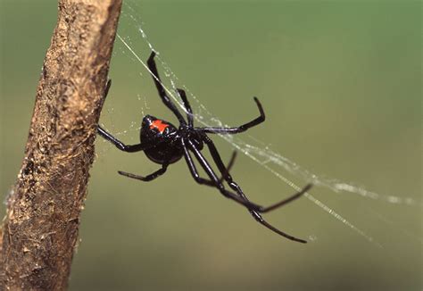 Black widow spiders are arachnids that are known for the females' unique appearance and tendency to eat their mates. Hair-raising Facts About the Black Widow Spider - Animal Sake