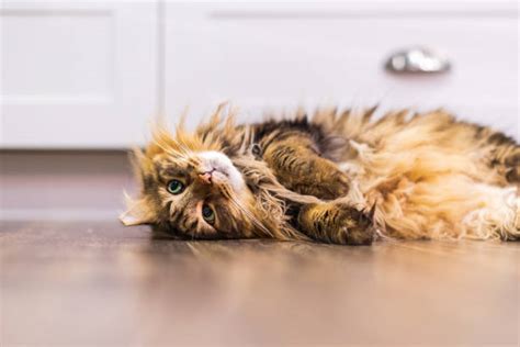 830 Cat Kitchen Floor Stock Photos Pictures And Royalty Free Images