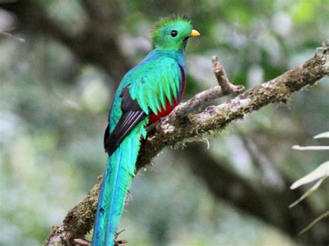 Resplendent Quetzal Beautiful Colorful Bird