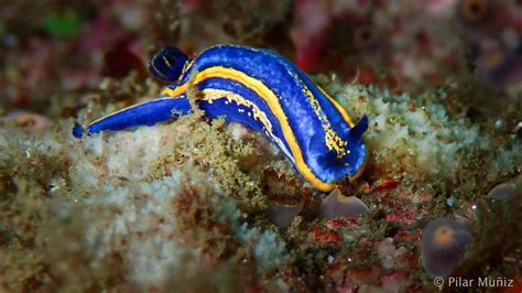 Protejamos Las Maravillas Del Mar Babosas De Mar Todo Un Mundo De Color Y Apariencia