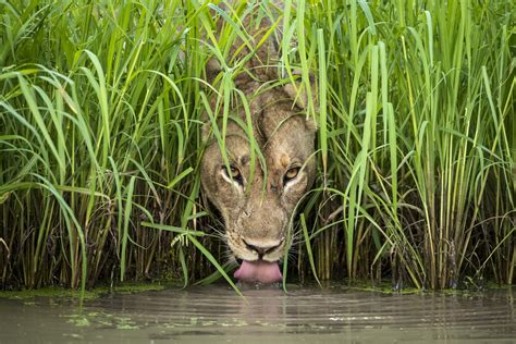 Wildlife Photographer Of The Year Competition Comes To Newbury