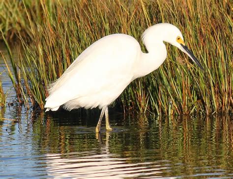 Last Call For Tall White Wading Birds Nature On The Edge Of New York City