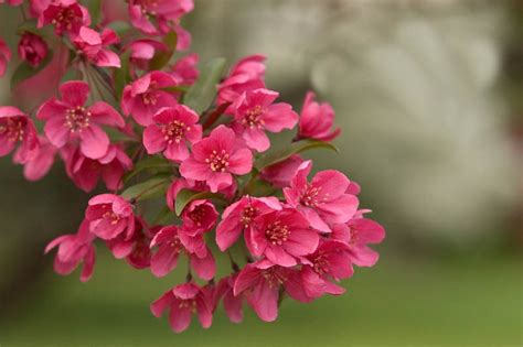 A cherry blossom is a flower of many trees of genus prunus or prunus subg. Best Flowering Crabapples for New England