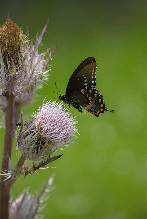 Mariposa Negra De Swallowtail Foto De Archivo Imagen De Tolerancia