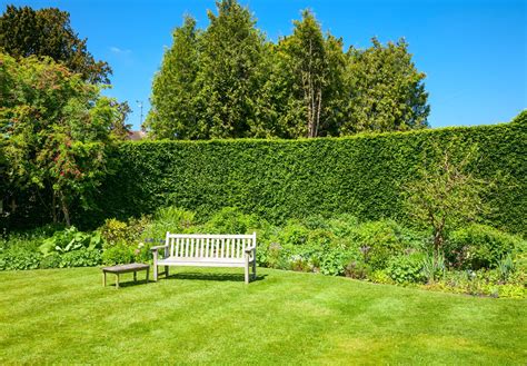 14 Types Of Hedges For Garden Boundaries Uk