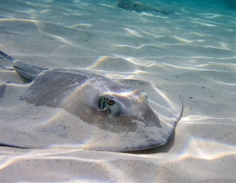 10 Stunning Facts About Stingrays Mental Floss
