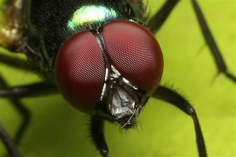 A compound is an enclosed area of land that is used for a particular purpose. Flies Compound Eyes | Arthropod eyes are called compound ...