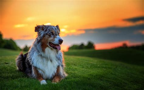 Download Wallpapers Australian Shepherd Sunset Bokeh Cute Aussie