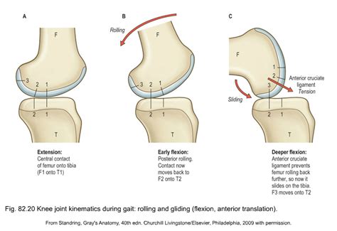 Anatomy Of The Knee Musculoskeletal Key