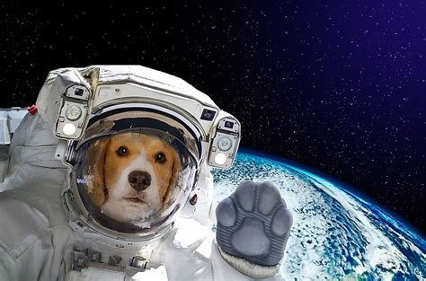 The First Animals In Space