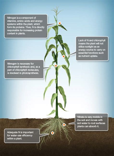 How Do Plants Get Nutrients Plants Bp