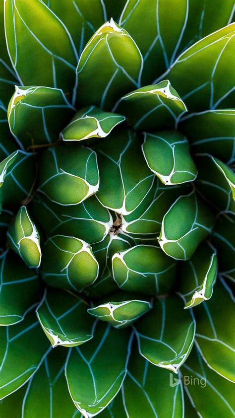Pin By Jordan Morpheus On Bing Wallpaper Agave Plant Plants